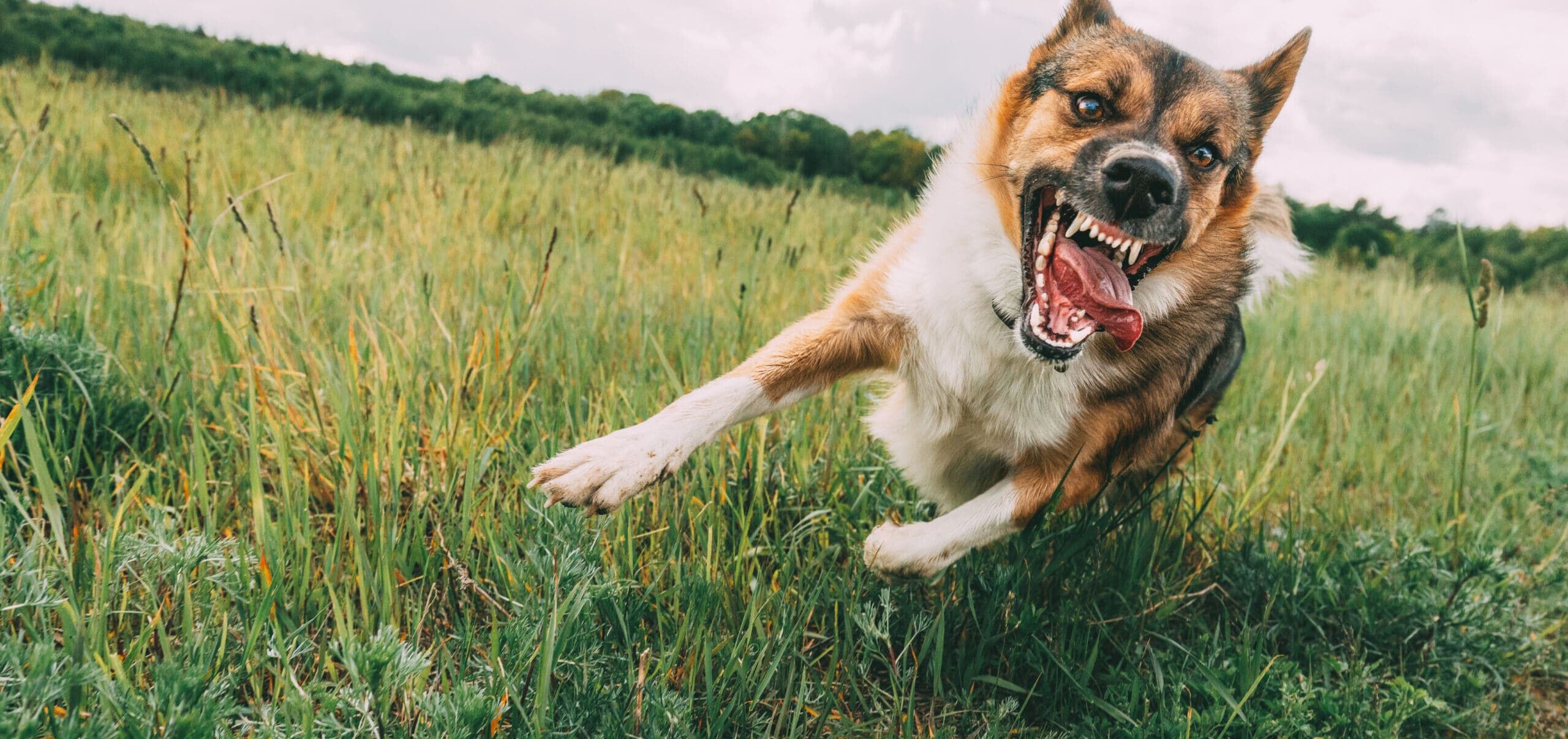 The Impact of Michigan’s “Strict Liability” Dog Bite Law on Your Case